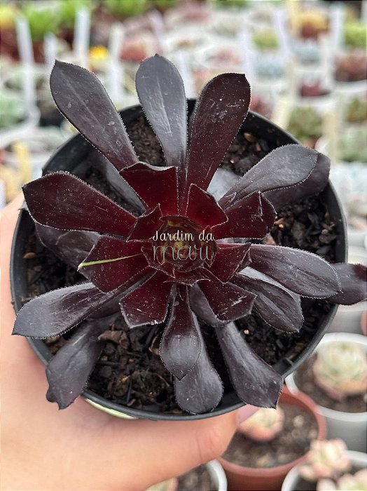 Aeonium big bang variegata
