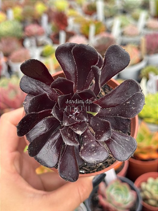 Aeonium big bang 1
