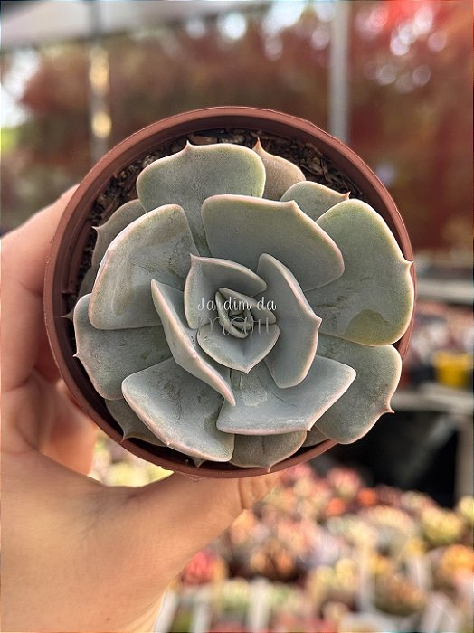 Echeveria pollux