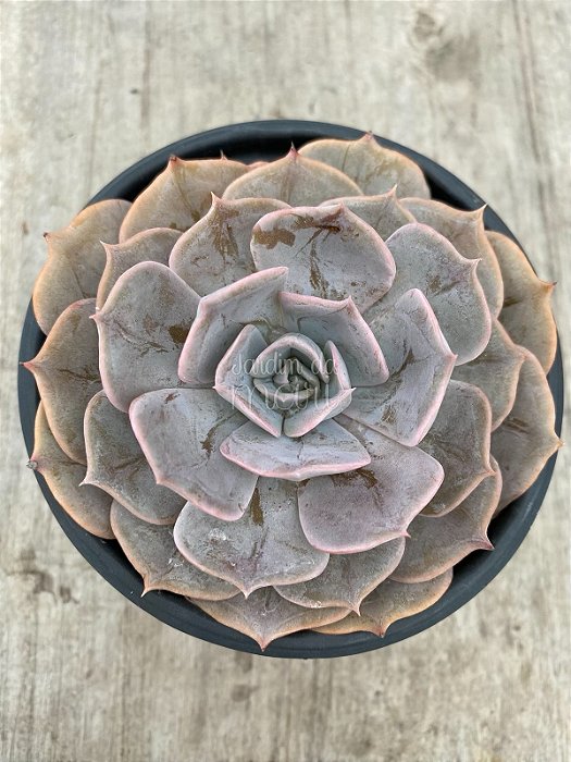 Echeveria pollux