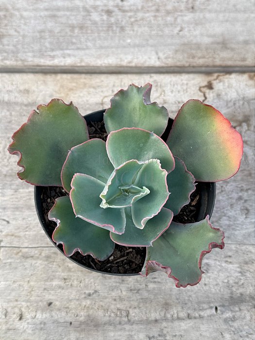 Echeveria oceana