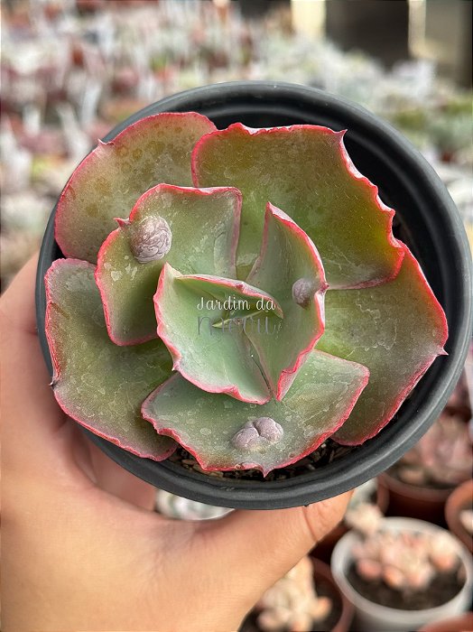 Echeveria oceana