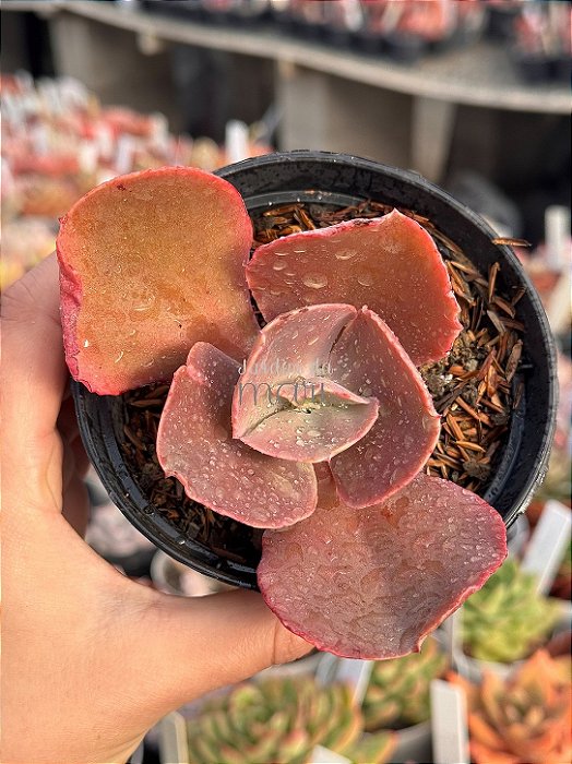 Echeveria golden state reversa