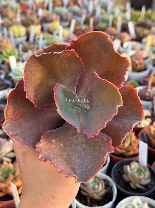 Echeveria golden state reversa (sem raiz)