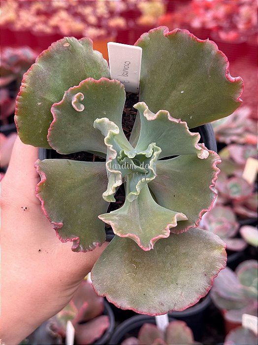 Echeveria barroco