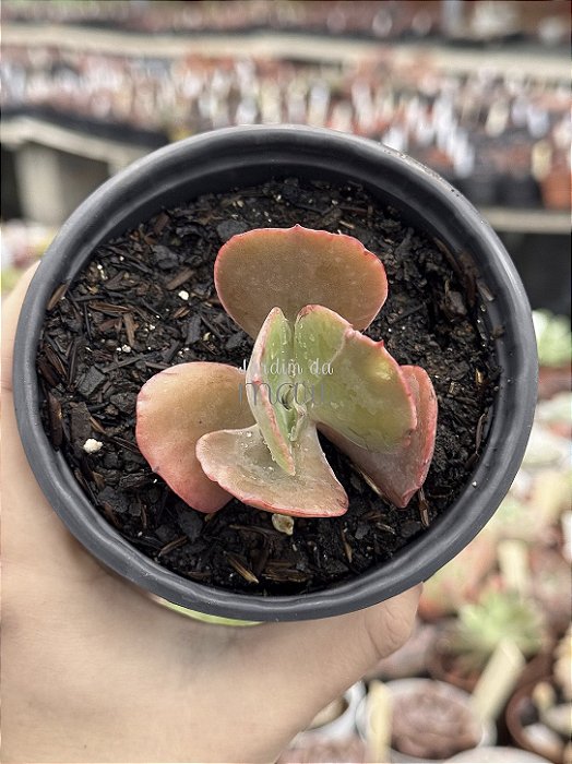 Echeveria barroco