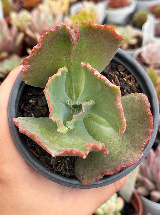 Echeveria barroco (sem raiz)