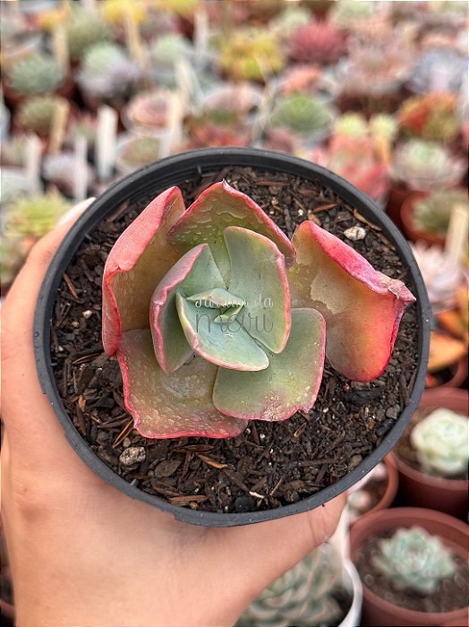 Echeveria barbillion