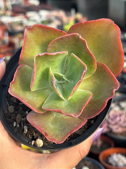 Echeveria barbillion (sem raiz)