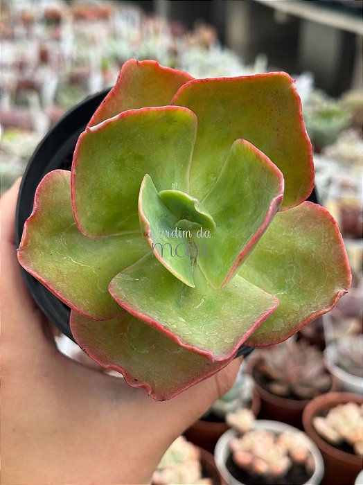 Echeveria barbillion