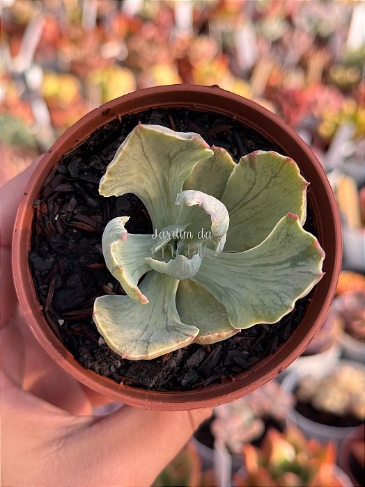Echeveria chantilly blue sky variegata