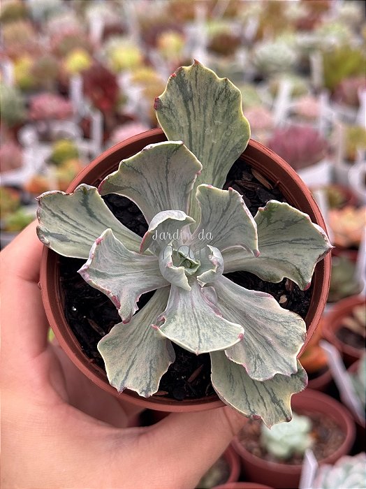 Echeveria chantilly blue sky variegata