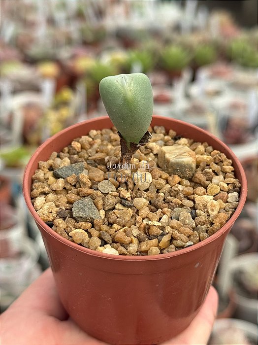 Conophytum bilobum