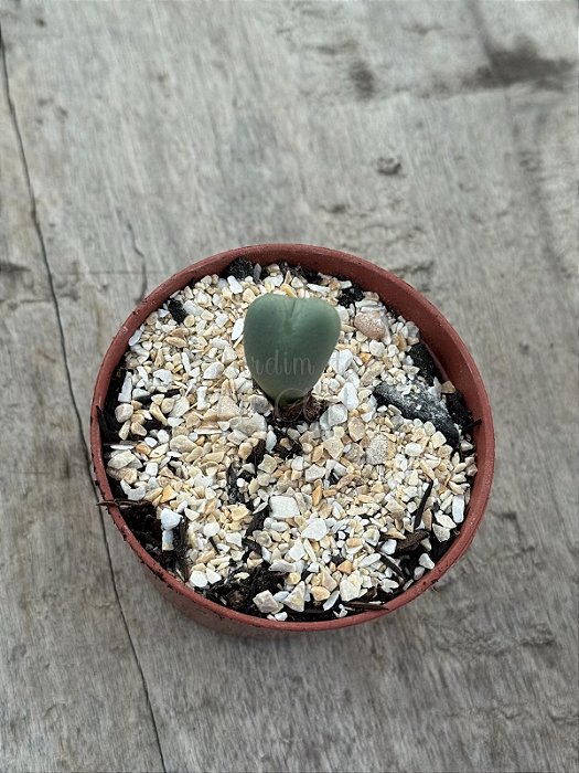 Conophytum bilobum