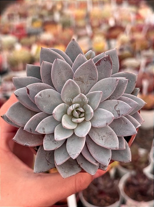Graptoveria lulu