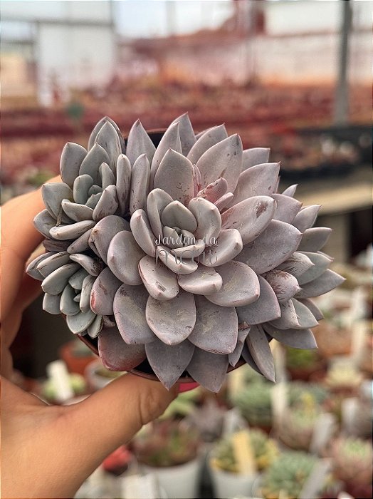 Graptoveria lulu