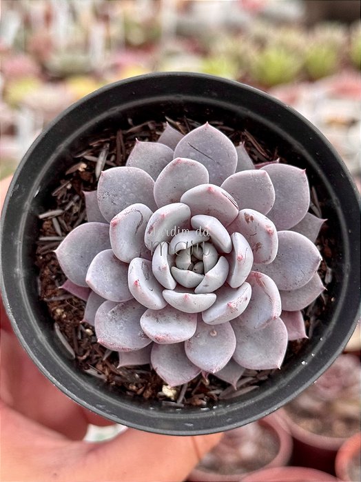 Graptoveria lulu