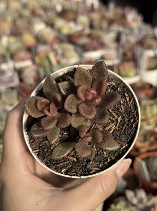 Lenopetalum chocolate and strawberries
