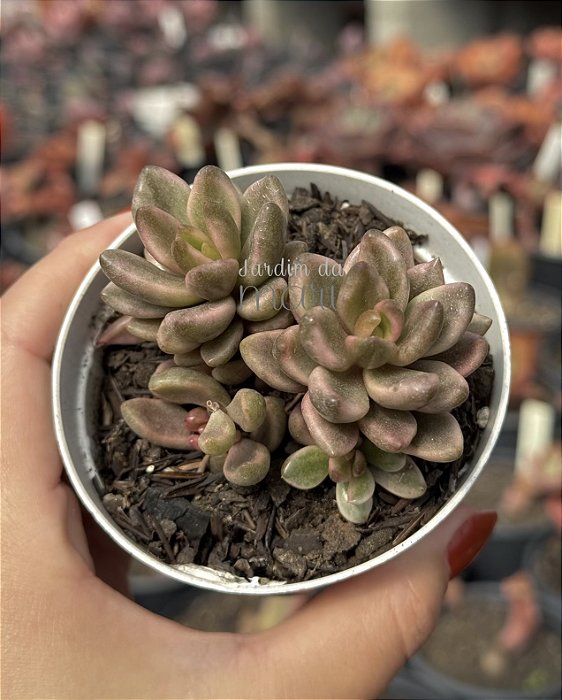 Lenopetalum chocolate and strawberries variegata