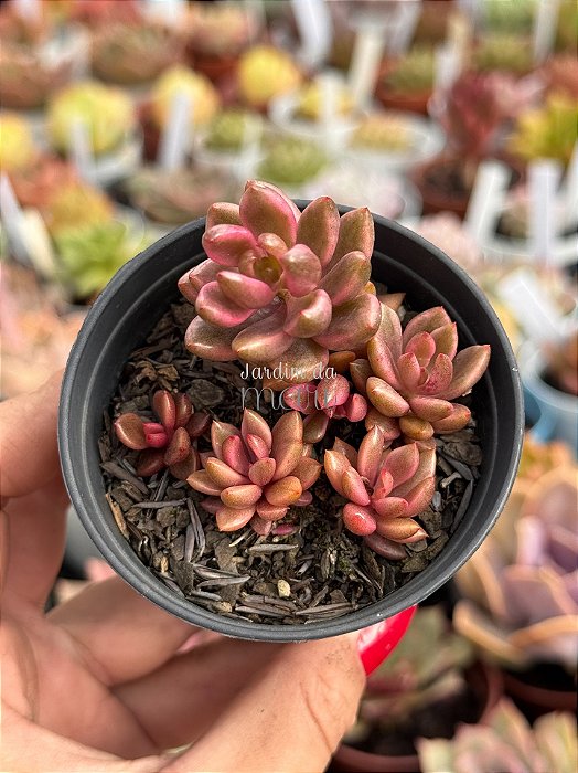 Lenopetalum chocolate and strawberries variegata