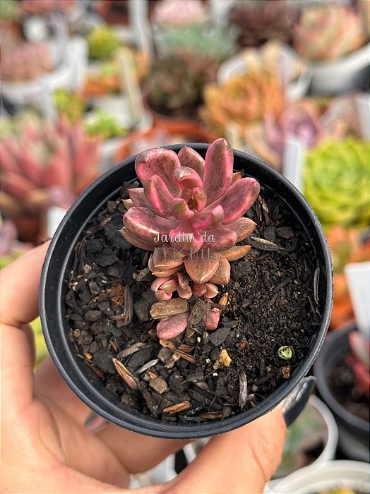 Lenopetalum chocolate and strawberries variegata