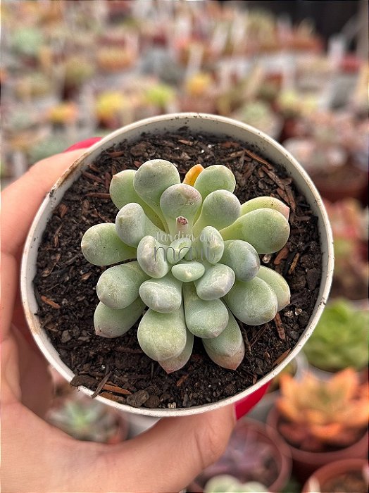 Pachyveria clavifolia