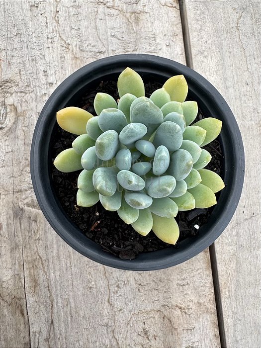 Pachyveria clavifolia