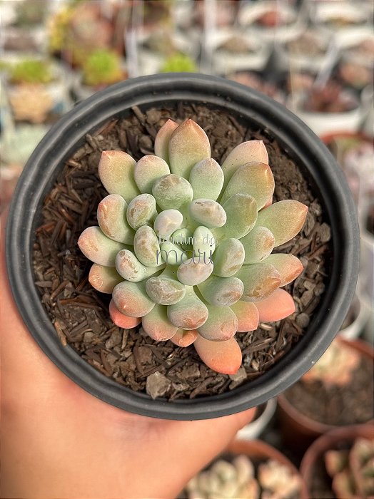 Pachyveria clavifolia