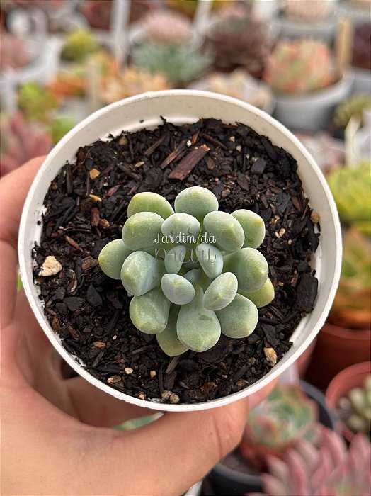 Pachyveria clavifolia