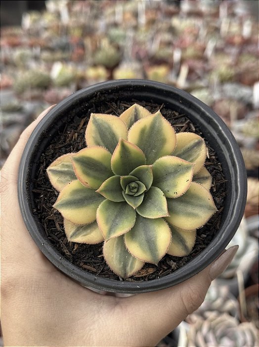 Aeonium florence