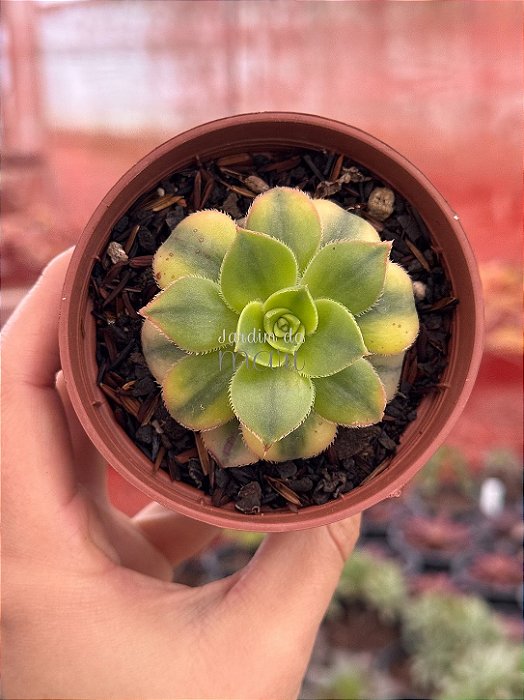 Aeonium florence