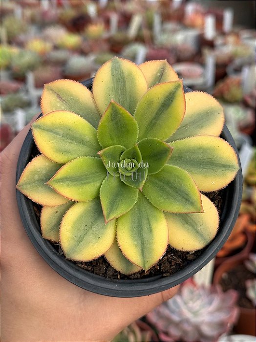Aeonium florence (sem raiz)