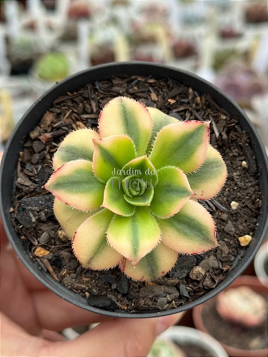 Aeonium florence