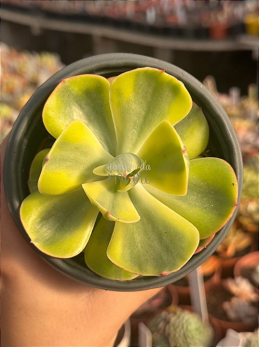 Echeveria enfant variegata