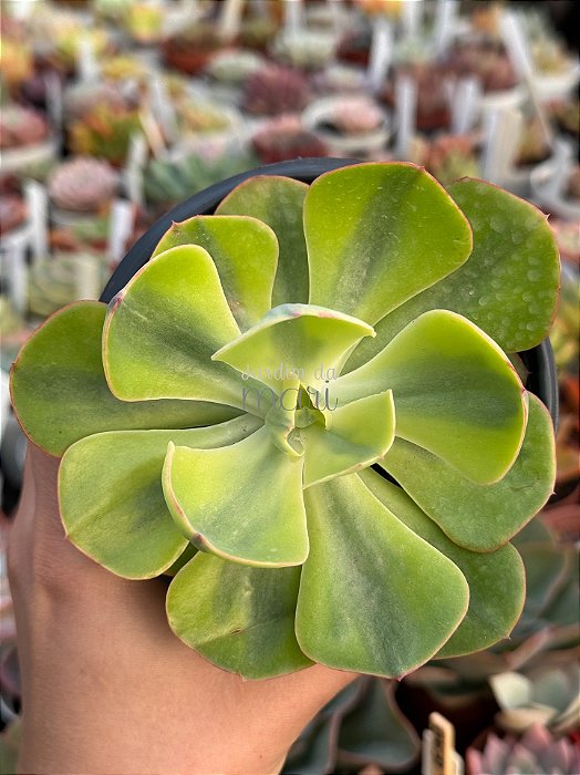 Echeveria enfant variegata