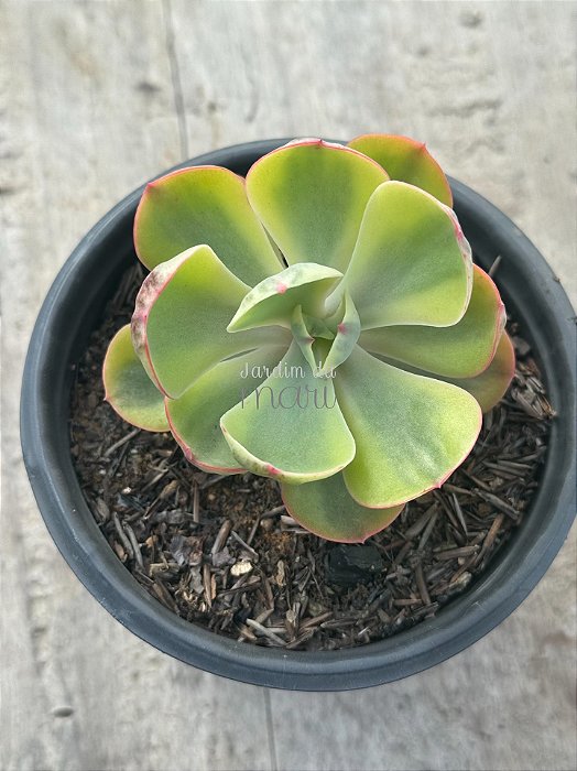 Echeveria enfant variegata