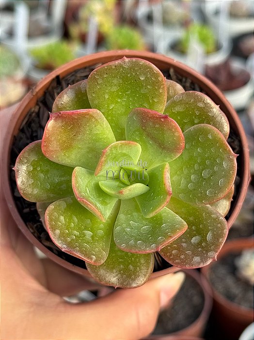 Echeveria multicaulis