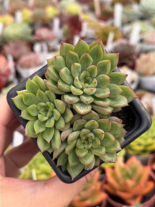 Echeveria mebina