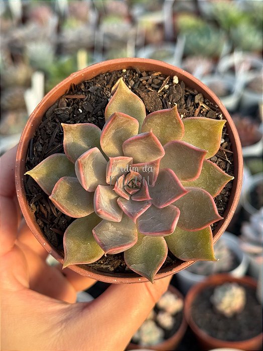 Echeveria mensa dark desire