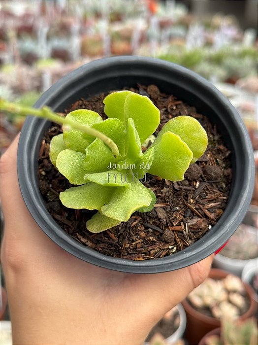 Adromischus cristatus var. zeyheri