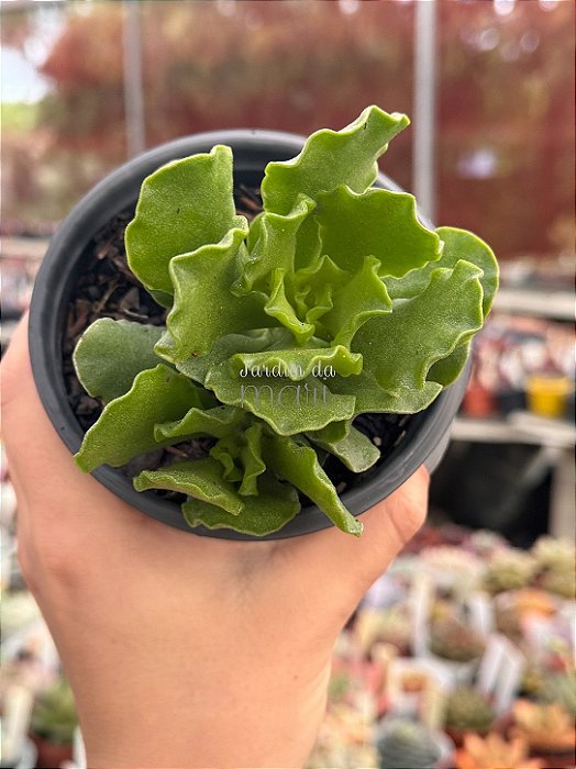 Adromischus cristatus var. zeyheri