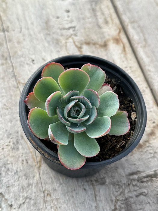 Echeveria amistar