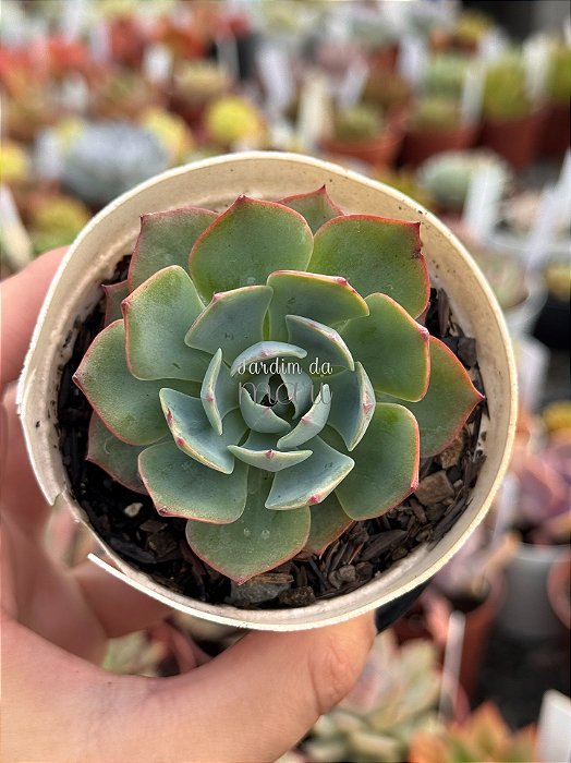 Echeveria amistar