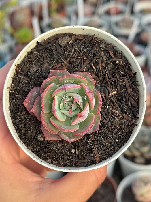Echeveria amistar