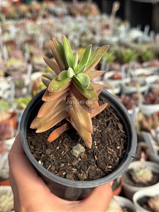 Crassula pubescens ssp. rattrayi