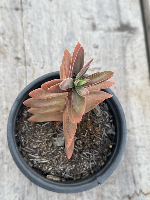 Crassula pubescens ssp. rattrayi