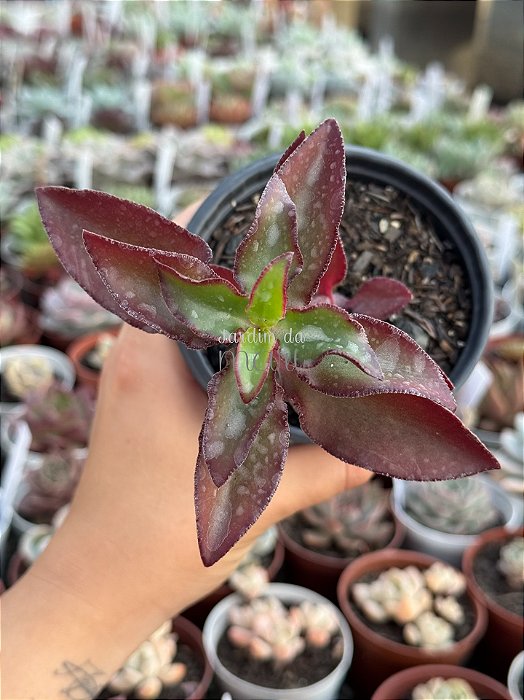 Crassula sarmentosa