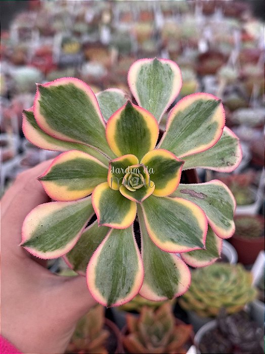 Aeonium sunburst