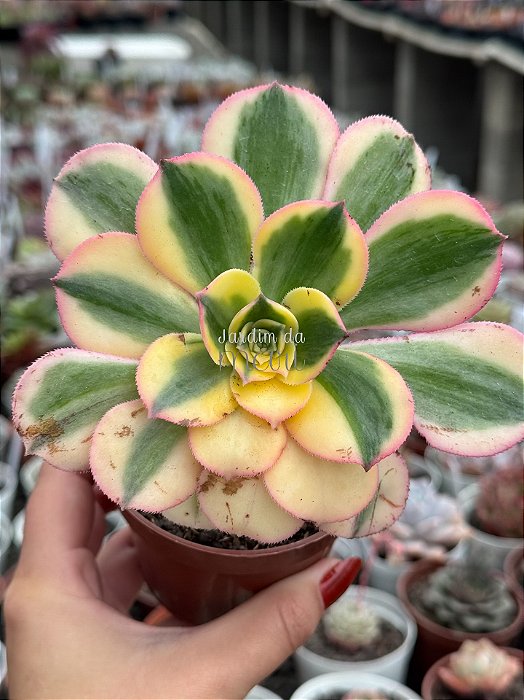 Aeonium sunburst M