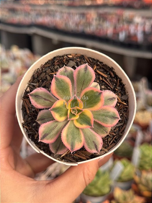 Aeonium sunburst